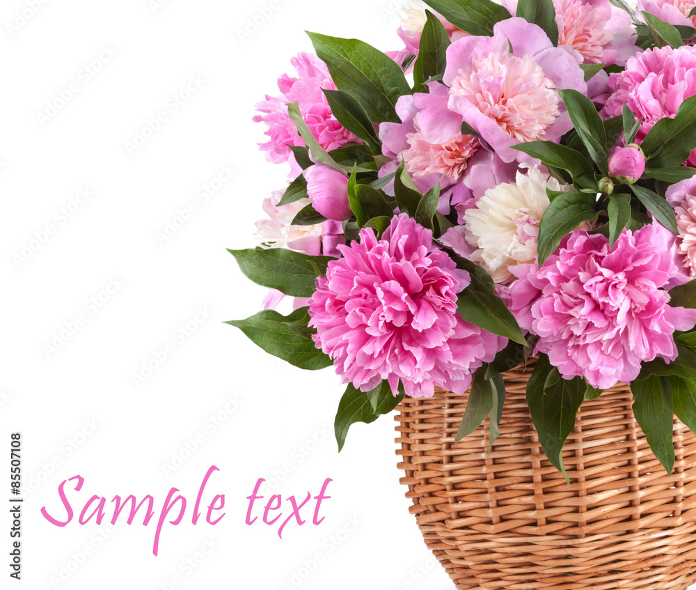 Pink peonies isolated on white background