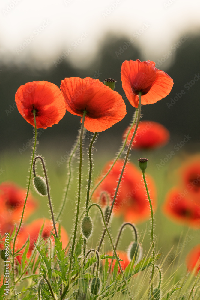 Fototapeta premium Poppies on the forest background