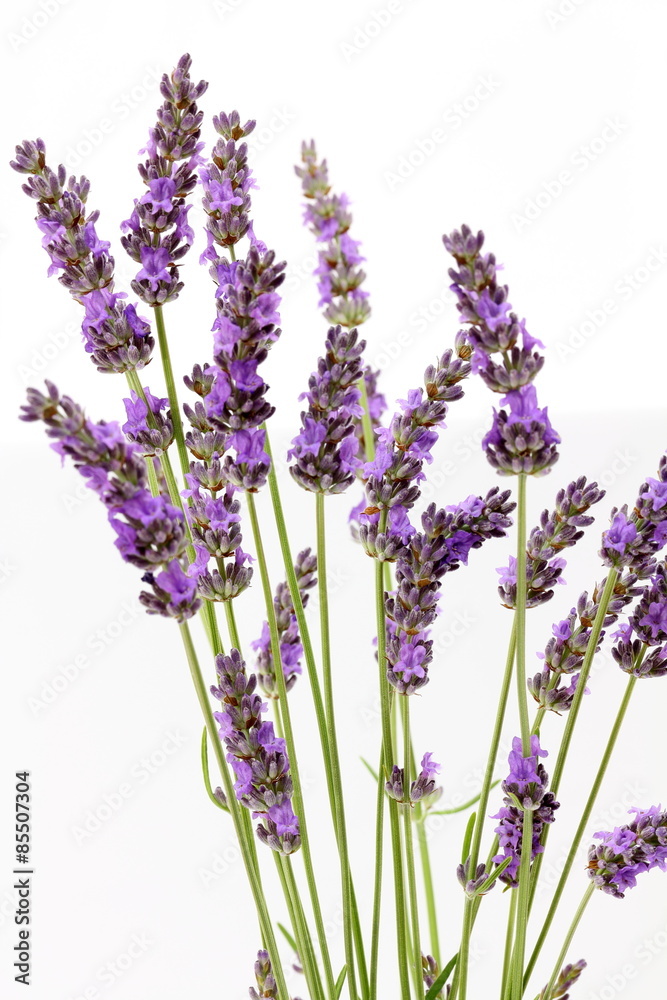 Fototapeta premium Lavandin Lavender