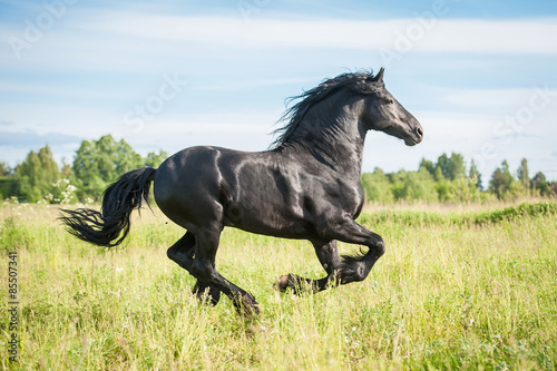 Beautiful black friesian stallion running on the field in summer