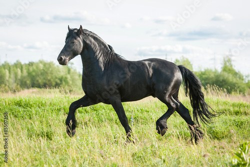 Beautiful black friesian stallion running trot in summer #85507358