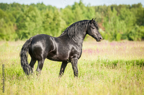 Beautiful black friesian stallion standing on the field #85507381