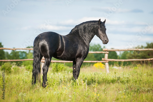 Beautiful black friesian stallion standing in the paddock