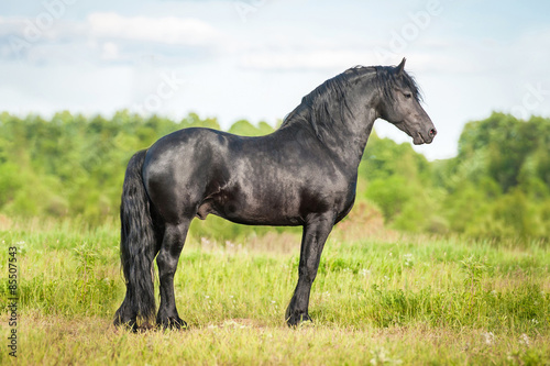 Foto Beautiful black friesian stallion standing on the field