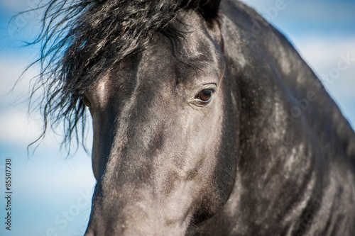 Portrait of beautiful black friesian stallion