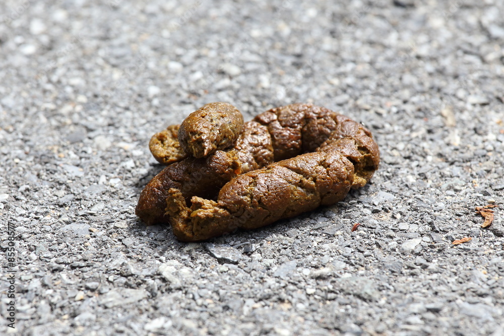 Ταπετσαρία dog poop on the wooden street