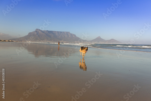 German Shepard Dog running on the beach