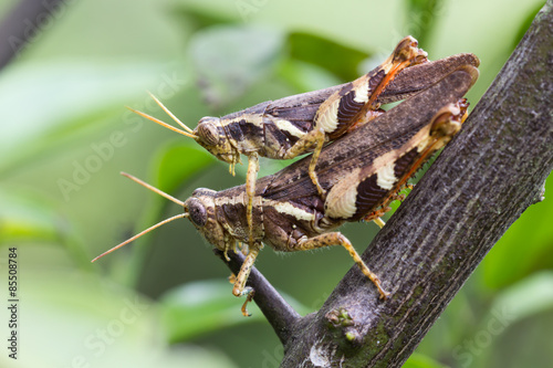 close up locust breeding