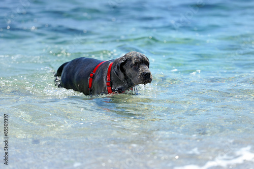 Young black dog swimming in the sea