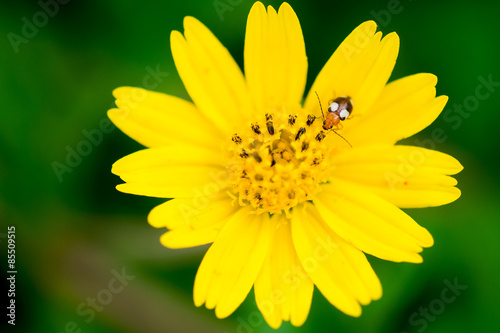 Bug on yellow flower