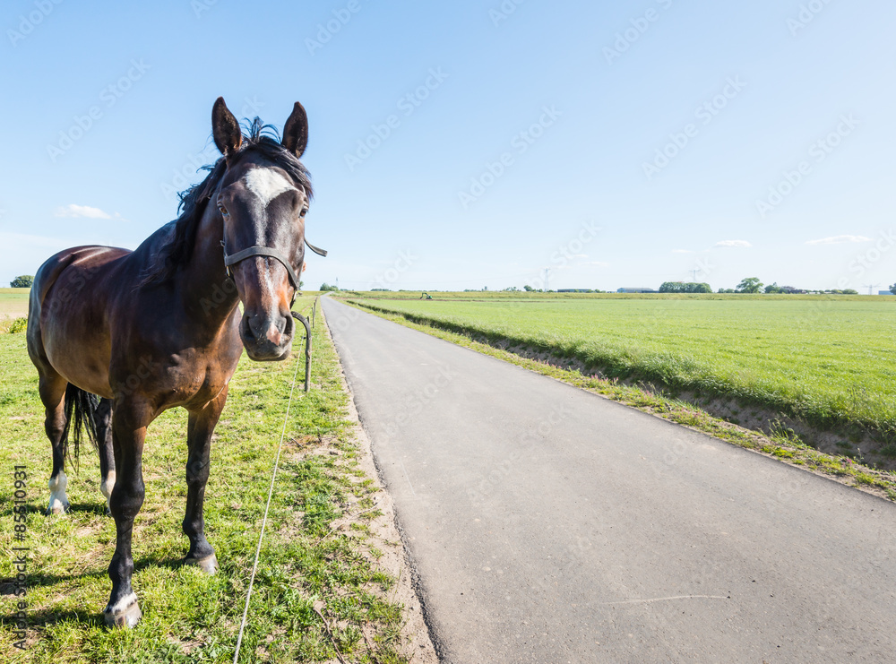 Dark brown horse beside a country road Dark brown horse beside a country road