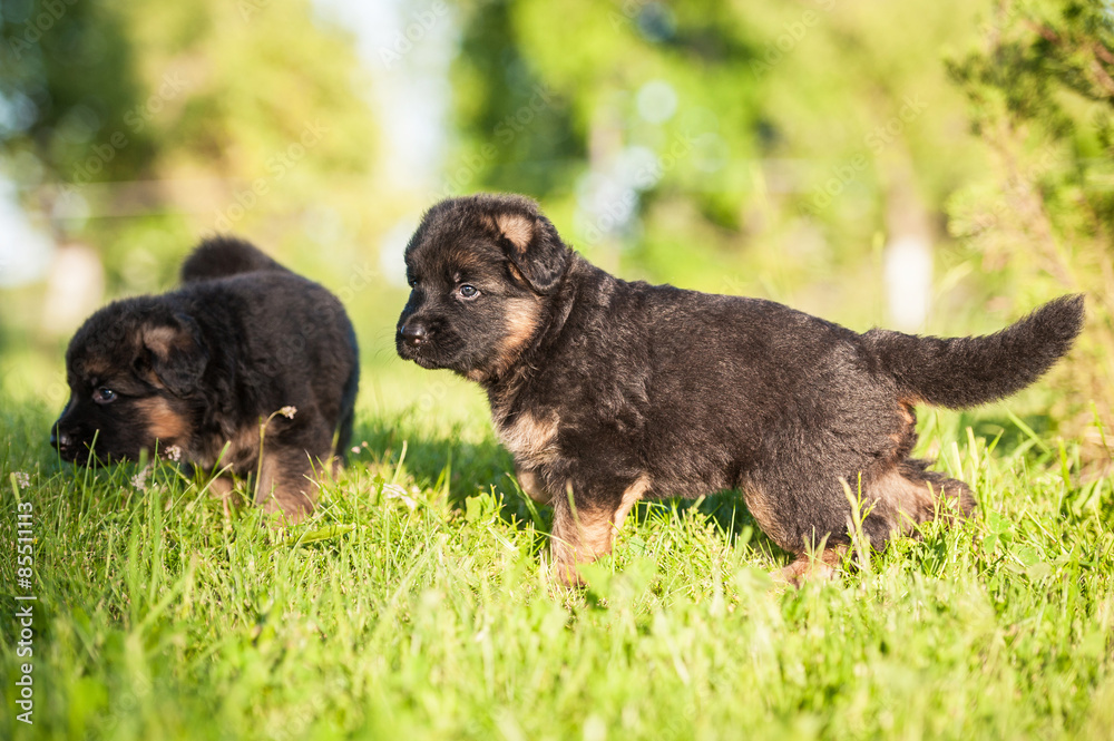 Two little german shepherd puppies walking in the yard