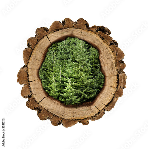 Holzscheibe gefüllt mit Bäumen