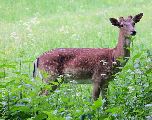 Whitetail deer doe and fawn in a beanfield in late evening photo