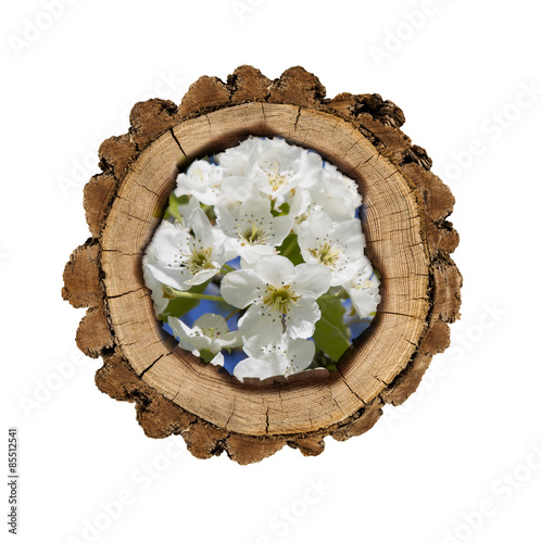 Holzscheibe gefüllt mit Apfelblüten