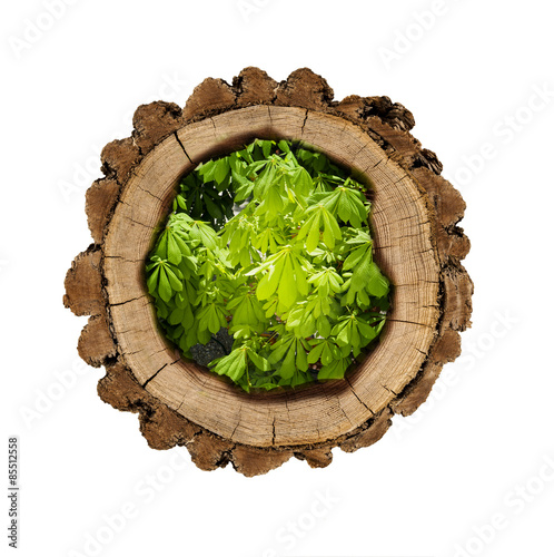 Holzscheibe gefüllt mit Kastanienblättern