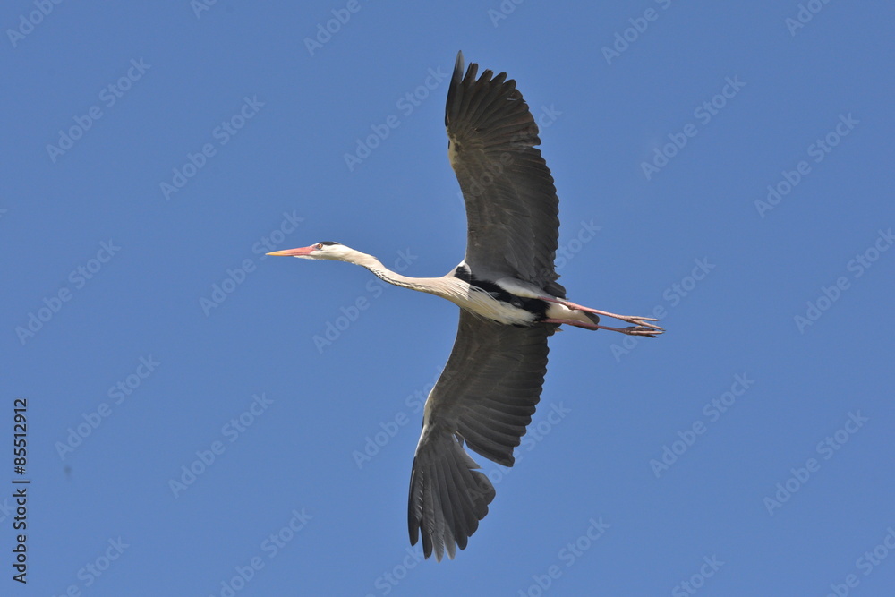 Obraz premium héron cendré