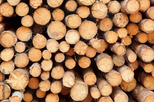 Many Big Pine Wood logs In Large Woodpile Background Texture