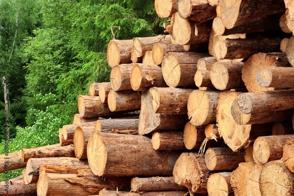 Woodpile From Sawn Pine And Spruce Logs For Forestry Industry Woodpile From Sawn Pine And Spruce Logs For Forestry Industry