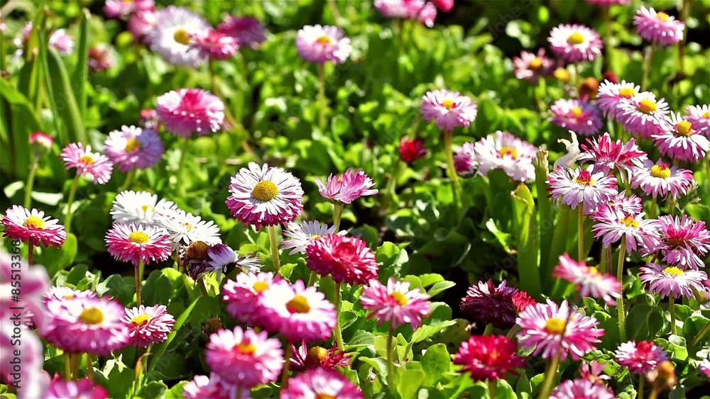 Pink Daisy Field Blossom In Spring Pink Daisy Field Blossom In Spring