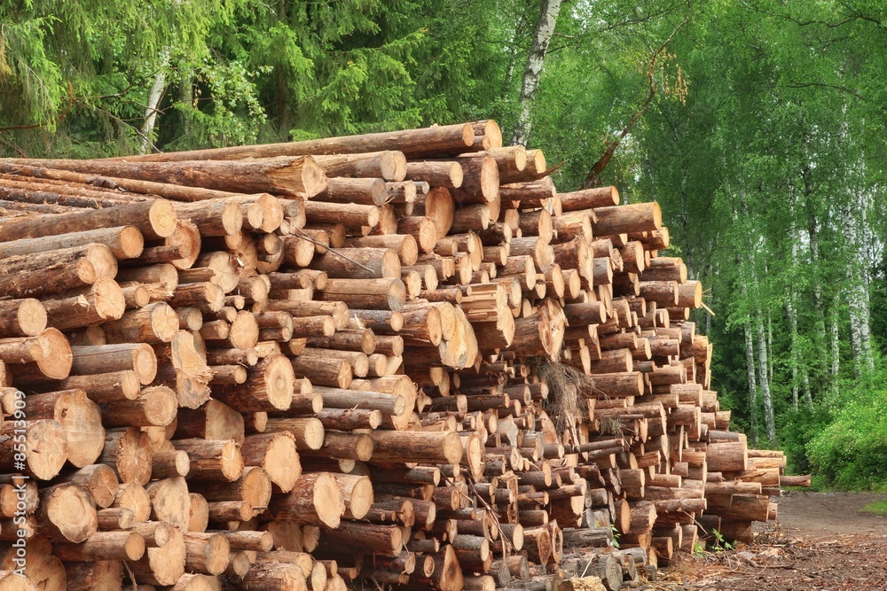 Woodpile From Sawn Pine And Spruce Logs For Forestry Industry Woodpile From Sawn Pine And Spruce Logs For Forestry Industry
