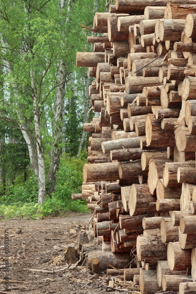 Woodpile From Sawn Pine And Spruce Logs For Forestry Industry Woodpile From Sawn Pine And Spruce Logs For Forestry Industry