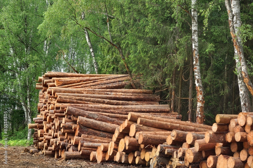 Woodpile From Sawn Pine And Spruce Logs For Forestry Industry Woodpile From Sawn Pine And Spruce Logs For Forestry Industry