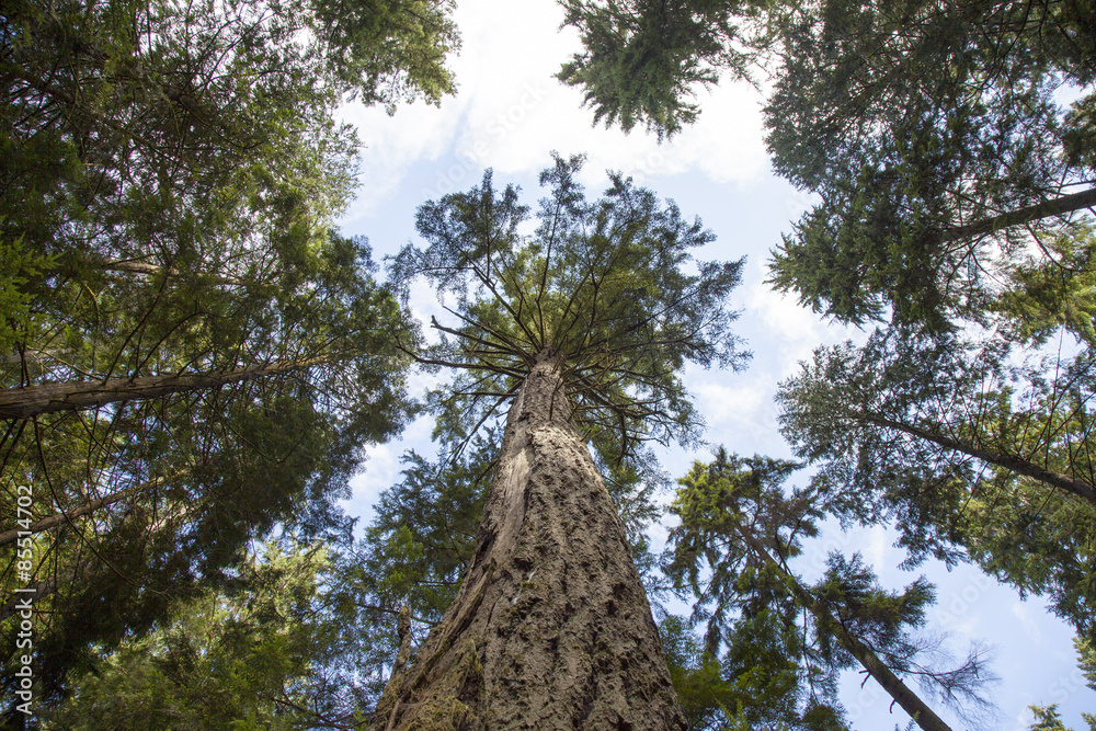 looking up at pine trees in forest