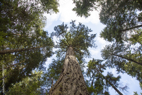 looking up at pine trees in forest © nickjene