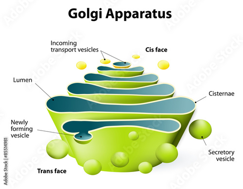 Golgi apparatus or Golgi body photo