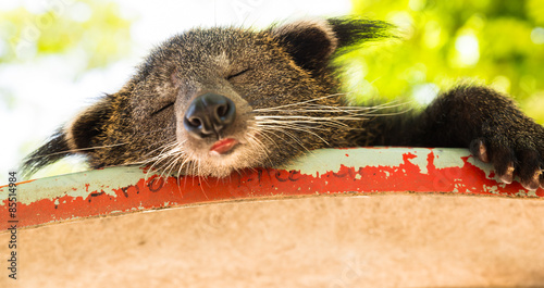 Sleeping Binturong (Bear cat)