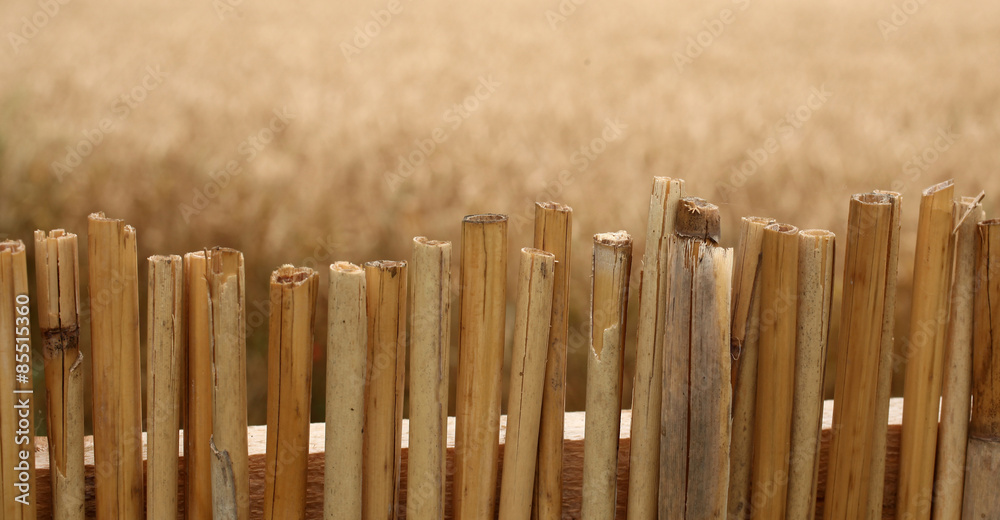 Fototapeta premium Reed fence