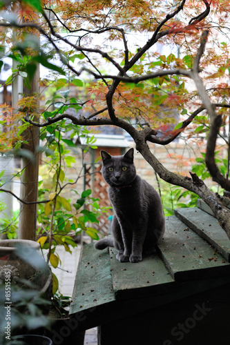 Stray Cat Living In A Temple, Komae, Tokyo, Japan
