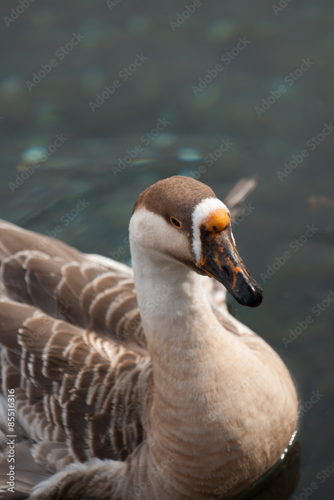 Goose at Lake Ashi in Hakone, Kanagawa Prefecture, Japan