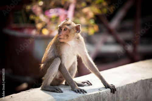 Monkey at the concrete. © pojvistaimage