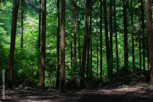 Forest near Yuhi waterfall in Odawara  Kanagawa Prefecture  Japan