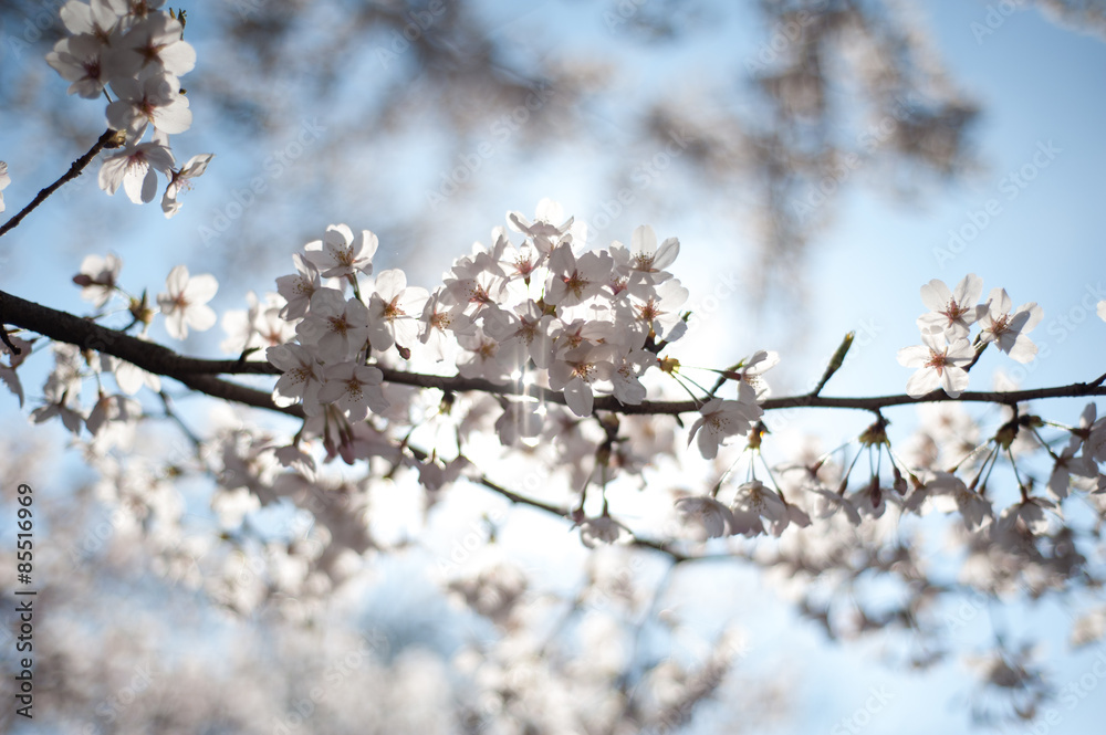 Cherry Blossoms, Tokyo, Japan