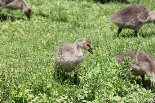Fuzzy little goslings  Canada Geese  about 1 month old playing in the grass and foraging for food  