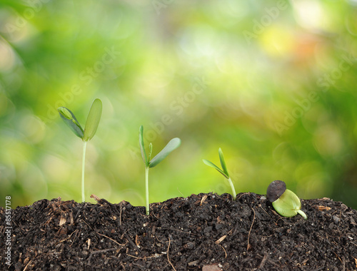 Plant grow and bokeh background , concept 