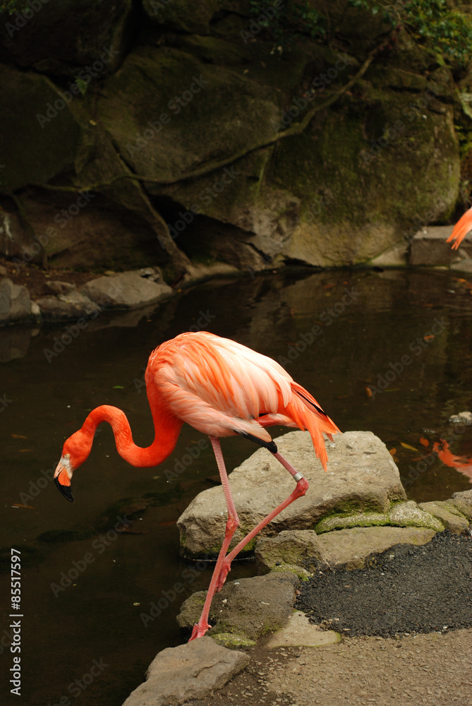 Naklejka premium Flamingo at Saboten Koen zoologic park in Izu, Shizuoka Prefecture, Japan