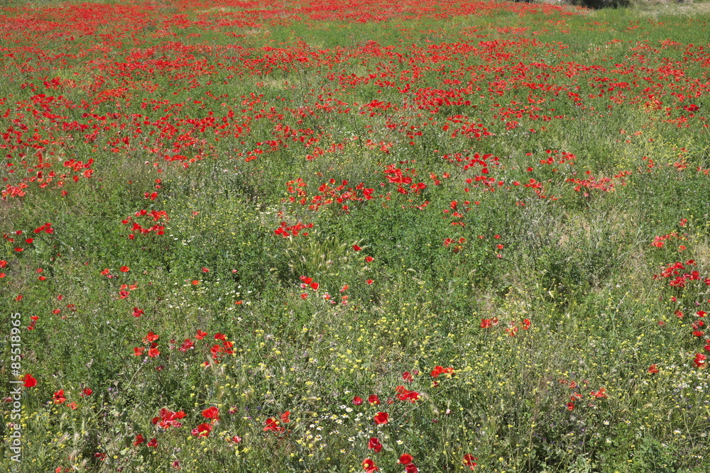 Champ de coquelicots sauvages