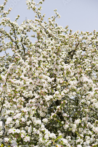Apfelblüten