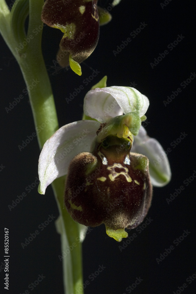 Obraz premium Hummel-Ragwurz, Ophrys, holoserica, Ragwurz, Orchidee