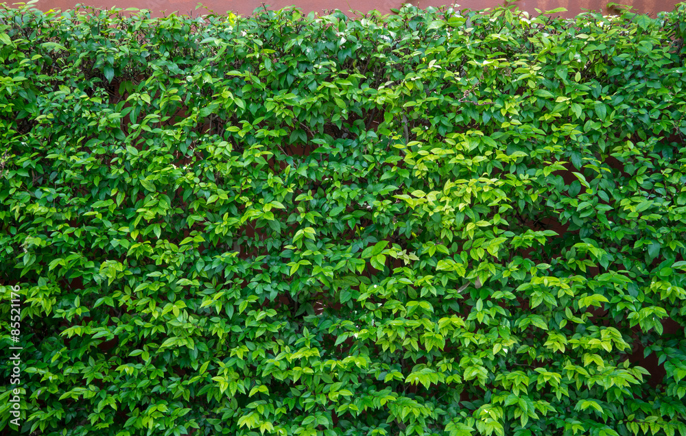 green plant texture, well grown