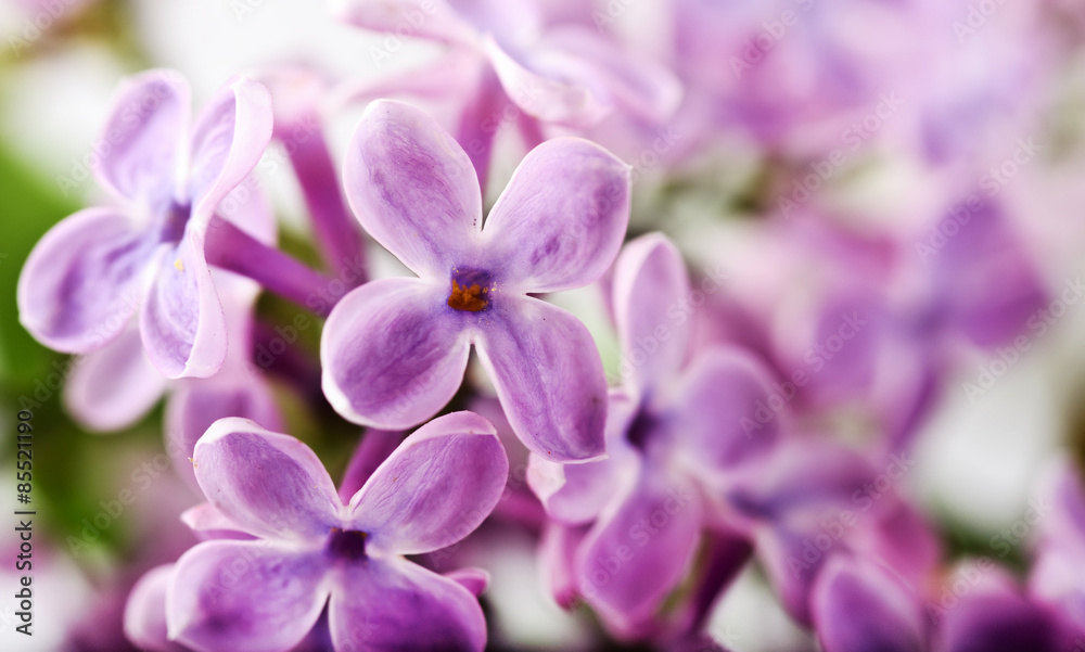 beautiful lilac background