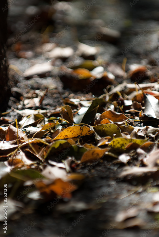 Autumn leaves, Tokyo, Japan