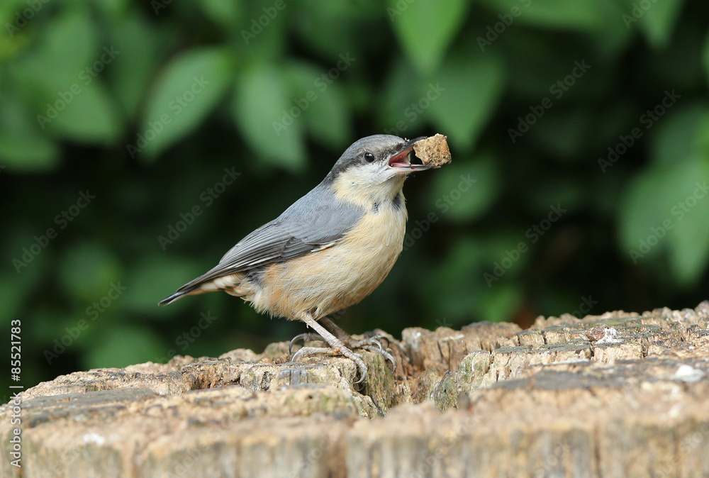Close up of a Nuthatch removing a piece of rotten wood from a tree stump. Close up of a Nuthatch removing a piece of rotten wood from a tree stump.