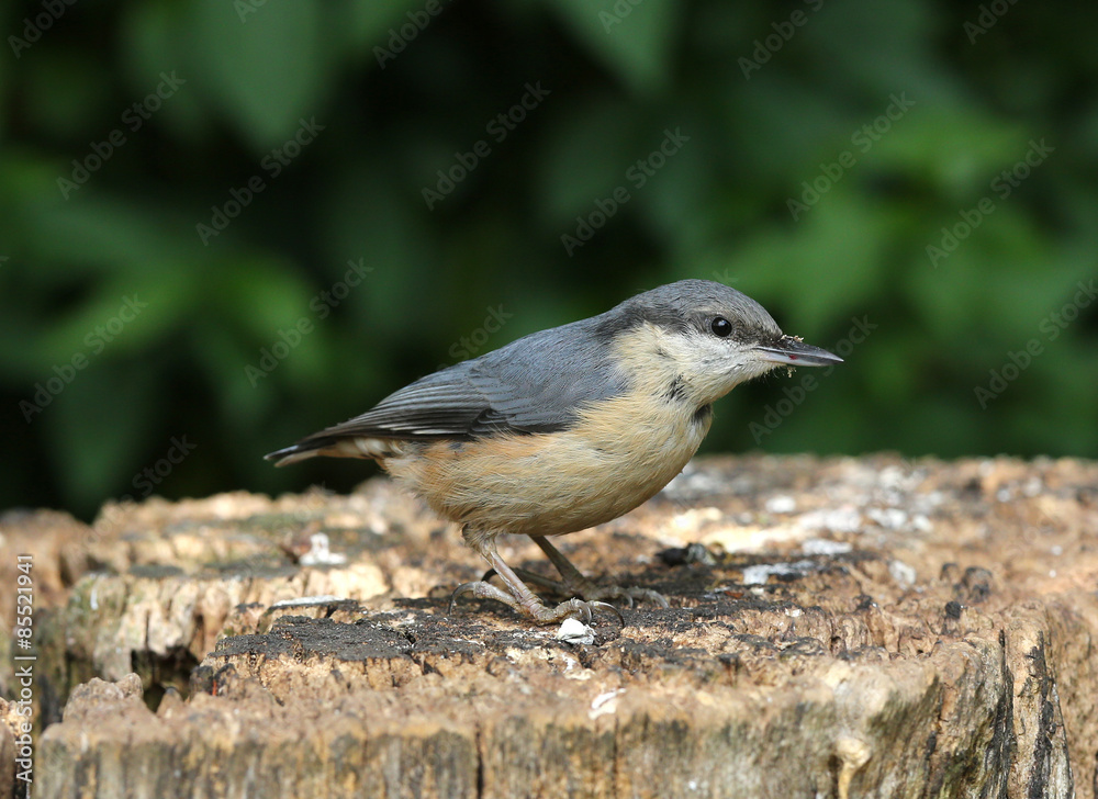 Naklejka premium Portrait of a Nuthatch