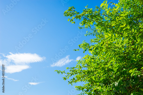 Beautiful trees on sky background