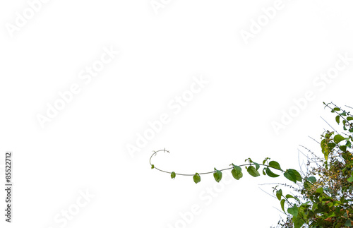 Green leaves isolated, foreground useage
